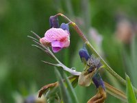 Lathyrus linifolius 26, Knollathyrus, Saxifraga-Hans Dekker