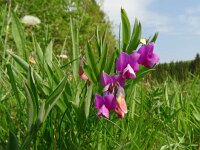 Lathyrus linifolius 30, Knollathyrus, Saxifraga-Hans Grotenhuis