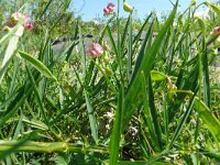 Lathyrus linifolius 31, Knollathyrus, Saxifraga-Hans Grotenhuis