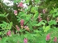 Lathyrus niger