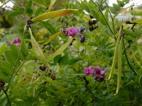 Lathyrus niger 11, Zwarte lathyrus, Saxifraga-Ed Stikvoort