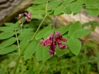 Lathyrus niger 13, Zwarte lathyrus, Saxifraga-Ed Stikvoort