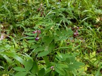 Lathyrus niger 16, Saxifraga-Ed Stikvoort