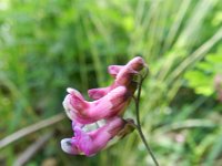 Lathyrus niger 2, Zwarte lathyrus, Saxifraga-Rutger Barendse