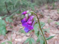 Lathyrus niger 7, Zwarte lathyrus, Saxifraga-Rutger Barendse