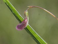 Lathyrus nissolia 1, Graslathyrus, Saxifraga-Peter Meininger