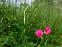 Lathyrus nissolia 10, Graslathyrus, Saxifraga-Ed Stikvoort