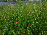 Lathyrus nissolia 11, Graslathyrus, Saxifraga-Ed Stikvoort