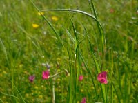 Lathyrus nissolia 12, Graslathyrus, Saxifraga-Ed Stikvoort