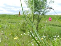 Lathyrus nissolia 14, Graslathyrus, Saxifraga-Rutger Barendse