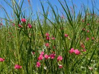 Lathyrus nissolia 15, Graslathyrus, Saxifraga-Ed Stikvoort