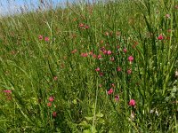 Lathyrus nissolia 16, Graslathyrus, Saxifraga-Ed Stikvoort