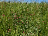 Lathyrus nissolia 17, Graslathyrus, Saxifraga-Ed Stikvoort