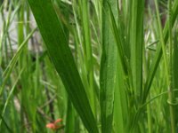 Lathyrus nissolia 2, Graslathyrus, Saxifraga-Rutger Barendse