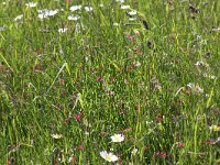 Lathyrus nissolia 3, Graslathyrus, Saxifraga-Peter Meininger