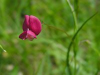 Lathyrus nissolia 4, Graslathyrus, Saxifraga-Ed Stikvoort