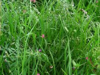 Lathyrus nissolia 5, Graslathyrus, Saxifraga-Ed Stikvoort