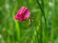 Lathyrus nissolia 6, Graslathyrus, Saxifraga-Ed Stikvoort