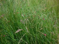 Lathyrus nissolia 7, Graslathyrus, Saxifraga-Ed Stikvoort