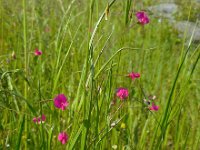 Lathyrus nissolia 9, Graslathyrus, Saxifraga-Ed Stikvoort