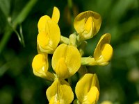 Lathyrus pratensis 23, Veldlathyrus, Saxifraga-Sonja Bouwman