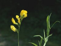 Lathyrus pratensis 1, Veldlathyrus, Saxifraga-Jan van der Straaten