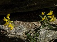 Lathyrus pratensis 10, Veldlathyrus, Saxifraga-Willem van Kruijsbergen