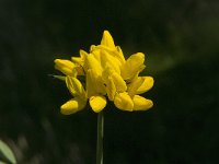 Lathyrus pratensis 11, Veldlathyrus, Saxifraga-Jan van der Straaten