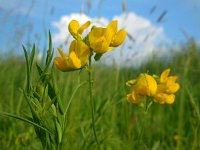 Lathyrus pratensis 12, Veldlathyrus, Saxifraga-Ed Stikvoort