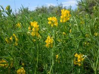 Lathyrus pratensis 15, Veldlathyrus, Saxifraga-Ed Stikvoort