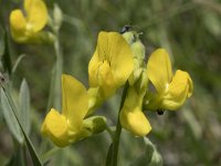 Lathyrus pratensis 17, Veldlathyrus, Saxifraga-Willem van Kruijsbergen