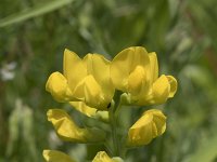 Lathyrus pratensis 18, Veldlathyrus, Saxifraga-Willem van Kruijsbergen