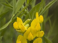 Lathyrus pratensis 2, Veldlathyrus, Saxifraga-Jan van der Straaten