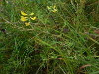 Lathyrus pratensis 20, Veldlathyrus, Saxifraga-Rutger Barendse