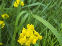 Meadow vetchling (Lathyrus pratensis), flowers  Meadow vetchling (Lathyrus pratensis), flowers : blooming, flower, flowering, flowers, in bloom, Lathyrus pratensis, meadow vetchling, yellow, botany, bright, flora, floral, natural, nature, no people, nobody, outdoors, outside, plant, summer, summertime, vascular