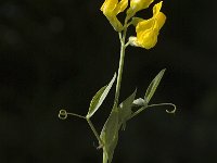 Lathyrus pratensis 3, Veldlathyrus, Saxifraga-Marijke Verhagen