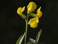 Lathyrus pratensis 4, Veldlathyrus, Saxifraga-Marijke Verhagen