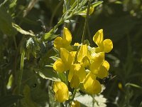 Lathyrus pratensis 5, Veldlathyrus, Saxifraga-Jan van der Straaten