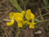 Lathyrus pratensis 6, Veldlathyrus, Saxifraga-Marijke Verhagen