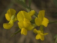 Lathyrus pratensis 7, Veldlathyrus, Saxifraga-Marijke Verhagen