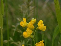 Lathyrus pratensis 8, Veldlathyrus, Saxifraga-Willem van Kruijsbergen