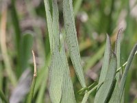 Lathyrus pratensis 9, Veldlathyrus, Saxifraga-Rutger Barendse