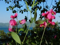 Lathyrus roseus