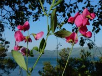 Lathyrus roseus 2, Saxifraga-Ed Stikvoort