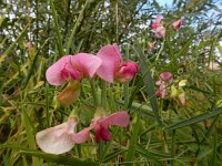 Lathyrus sylvestris 18, Boslathyrus, Saxifraga-Ed Stikvoort : Millingerwaard