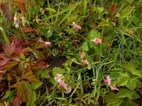 Lathyrus sylvestris 22, Boslathyrus, Saxifraga-Ed Stikvoort : Millingerwaard