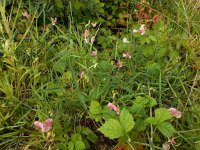 Lathyrus sylvestris 26, Boslathyrus, Saxifraga-Ed Stikvoort : Millingerwaard