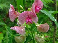 Lathyrus sylvestris 29, Boslathyrus, Saxifraga-Hans Grotenhuis