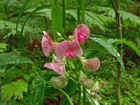 Lathyrus sylvestris 30, Boslathyrus, Saxifraga-Hans Grotenhuis