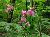 Lathyrus sylvestris 31, Boslathyrus, Saxifraga-Hans Grotenhuis
